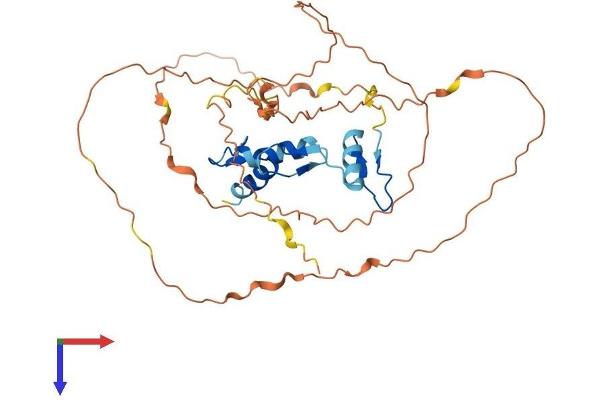 KLF3 Protein (AA 1-345) (His tag)