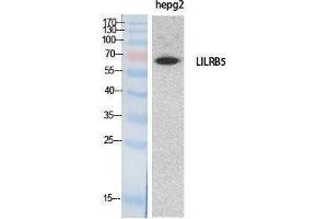 Western Blotting (WB) image for anti-Leukocyte Immunoglobulin-Like Receptor, Subfamily B (With TM and ITIM Domains), Member 5 (LILRB5) (Internal Region) antibody (ABIN3187989) (LILRB5 抗体  (Internal Region))