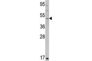 Western blot analysis of GATA2 antibody and K562 lysate. (GATA2 抗体  (AA 380-407))