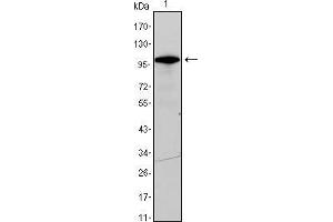 Western blot analysis using DDX4 mouse mAb against DDX4-hIgGFc transfected HEK293 cell lysate. (DDX4 抗体)