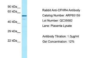 Western Blotting (WB) image for anti-Complement Factor H-Related 4 (CFHR4) (C-Term) antibody (ABIN2790060) (CFHR4 抗体  (C-Term))