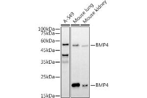 Western blot analysis of extracts of various cell lines, using BMP4 antibody (ABIN6127497, ABIN6137600, ABIN6137603 and ABIN6215157) at 1:1000 dilution. (BMP4 抗体  (AA 1-408))