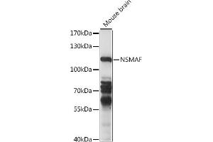 Western blot analysis of extracts of mouse brain, using NSMAF antibody (ABIN7268898) at 1:1000 dilution. (NSMAF 抗体  (AA 1-300))