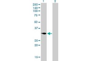 Western Blot analysis of TNFRSF7 expression in transfected 293T cell line by TNFRSF7 monoclonal antibody (M01), clone 1E2-A3. (CD27 抗体  (AA 1-260))