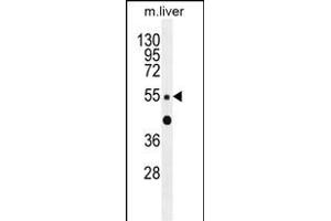 ZN Antibody (C-term) (ABIN655564 and ABIN2845066) western blot analysis in mouse liver tissue lysates (35 μg/lane). (ZNF672 抗体  (C-Term))