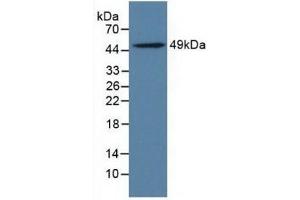 Western Blotting (WB) image for anti-Leukocyte Immunoglobulin-Like Receptor, Subfamily B (With TM and ITIM Domains), Member 4 (LILRB4) (AA 24-206) antibody (ABIN7440272)