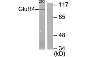 Western blot analysis of extracts from 293 cells, treated with Forskolin 40nM 30', using mGluR4 Antibody. (Metabotropic Glutamate Receptor 4 抗体  (AA 851-900))