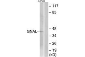 Western blot analysis of extracts from LOVO cells, using GNAL Antibody.