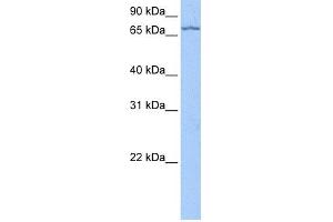 LARP7 antibody  (C-Term)