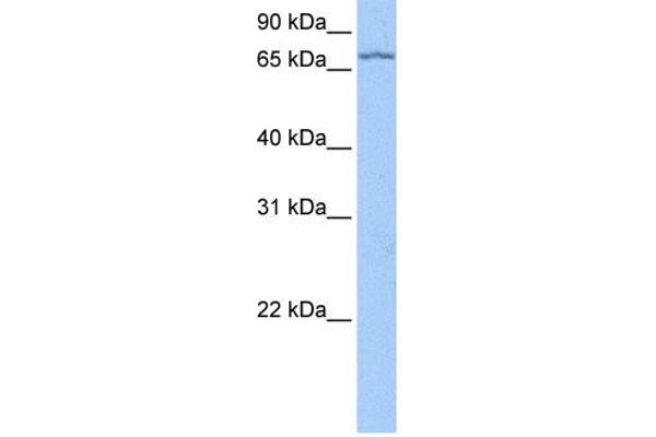LARP7 antibody  (C-Term)