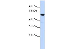 WB Suggested Anti-QRSL1 Antibody Titration:  0. (QRSL1 抗体  (Middle Region))
