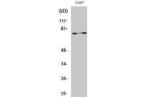 Western Blotting (WB) image for anti-Protein Kinase C, zeta (PRKCZ) (Thr33) antibody (ABIN3186477)