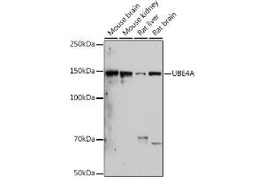 Western blot analysis of extracts of various cell lines, using UBE4A antibody (ABIN7271190) at 1:1000 dilution. (UBE4A 抗体)