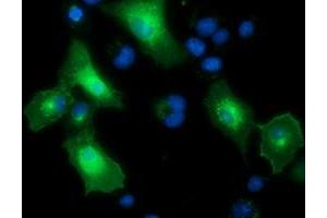 Immunofluorescence (IF) image for anti-Protein tyrosine Phosphatase, Receptor Type, E (PTPRE) antibody (ABIN1500506) (PTPRE 抗体)