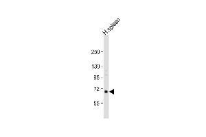 Anti-RASGRP2 Antibody (N-term) at 1:1000 dilution + human spleen lysate Lysates/proteins at 20 μg per lane. (RASGRP2 抗体  (N-Term))