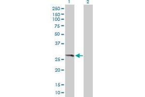 Western Blot analysis of THEM4 expression in transfected 293T cell line by THEM4 MaxPab polyclonal antibody. (THEM4 抗体  (AA 1-240))