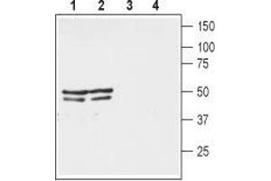 Western blot analysis of mouse (lanes 1 and 3) and rat (lanes 2 and 4) brain lysates: - 1,2. (KCNA3 抗体  (1st Extracellular Loop))