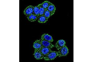 Confocal immunofluorescent analysis of UQCRFS1 Antibody (C-term) (ABIN655606 and ABIN2845090) with Hela cell followed by Alexa Fluor 488-conjugated goat anti-rabbit lgG (green). (UQCRFS1 抗体  (C-Term))