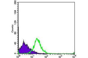 Flow cytometric analysis of MOLT4 cells using PCNA mouse mAb (green) and negative control (purple). (PCNA 抗体  (AA 53-196))