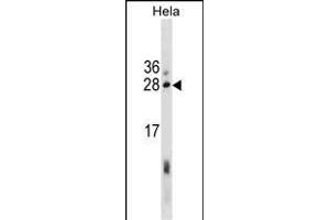 EBAG9 Antibody (Center) (ABIN1881276 and ABIN2838870) western blot analysis in Hela cell line lysates (35 μg/lane). (RCAS1 抗体  (AA 88-117))