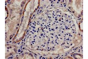 Immunohistochemistry analysis of human kidney tissue using ABIN7148189 at dilution of 1:100 (CDSE1 抗体  (AA 433-630))