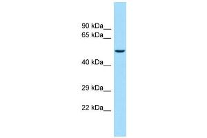 Host:  Rabbit  Target Name:  Kcnj16  Sample Type:  Rat Thymus lysates  Antibody Dilution:  1. (KIR5.1 抗体  (C-Term))