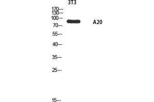 Western Blot (WB) analysis of 3T3 using A20 antibody. (IGKV1-27 抗体)