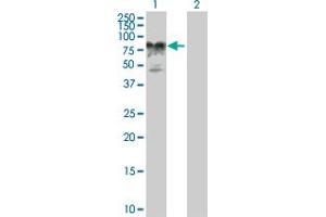 Western Blot analysis of AMOT expression in transfected 293T cell line by AMOT MaxPab polyclonal antibody. (Angiomotin 抗体  (AA 1-675))