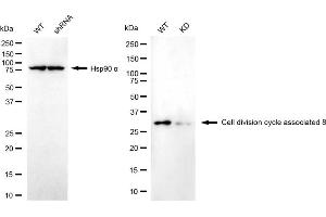 Western blotting analysis using cell division cycle associated 8 antibody (ABIN7798020).