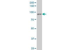 UBTF monoclonal antibody (M03), clone 1A2 Western Blot analysis of UBTF expression in HepG2 .
