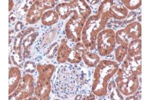 ABIN185396 (3µg/ml) staining of paraffin embedded Human Kidney. (RNLS 抗体  (Internal Region))