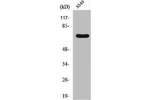 Western Blot analysis of RAW264. (FZD3 抗体  (Internal Region))