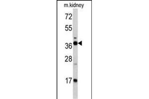 Western blot analysis of FBP1 antibody (Center) (ABIN391577 and ABIN2841512) in mouse kidney tissue lysates (35 μg/lane).