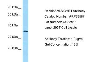 Western Blotting (WB) image for anti-Melanin-Concentrating Hormone Receptor 1 (MCHR1) (N-Term) antibody (ABIN971125) (MCHR1 抗体  (N-Term))