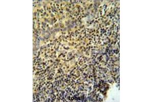WAS Antibody (Center) IHC analysis in formalin fixed and paraffin embedded tonsil tissue followed by peroxidase conjugation of the secondary antibody and DAB staining. (WASP 抗体  (Middle Region))