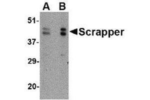 Image no. 1 for anti-F-Box and Leucine-Rich Repeat Protein 20 (FBXL20) (C-Term) antibody (ABIN1492167) (FBXL20 抗体  (C-Term))