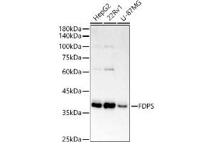 Western blot analysis of extracts of various cell lines, using FPS/FDPS antibody (ABIN7267129) at 1:1000 dilution. (FDPS 抗体)
