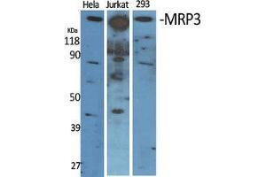Western Blot (WB) analysis of specific cells using MRP3 Polyclonal Antibody. (ABCC3 抗体  (Internal Region))