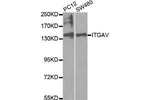 Western blot analysis of extracts of various cell lines, using ITGAV antibody. (CD51 抗体  (C-Term))