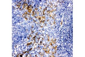 IHC analysis of MCP1/CCL2 using anti-MCP1/CCL2 antibody (ABIN3042598). (CCL2 抗体  (AA 24-99))