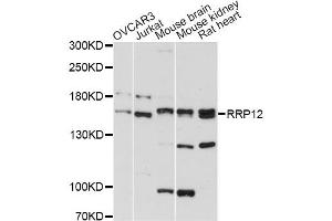 Western blot analysis of extracts of various cell lines, using RRP12 antibody (ABIN6293866) at 1:3000 dilution. (RRP12 抗体)