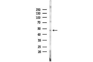 Western blot analysis of lysates from Rat testis, using hnRNP H Antibody at 1/1000 dilution.