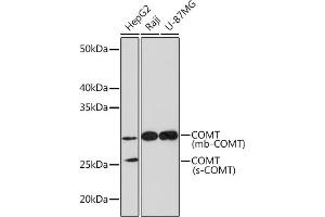 Western blot analysis of extracts of various cell lines, using COMT Rabbit mAb (ABIN1682443, ABIN3018925, ABIN3018926 and ABIN7101689) at 1:1000 dilution. (COMT 抗体)