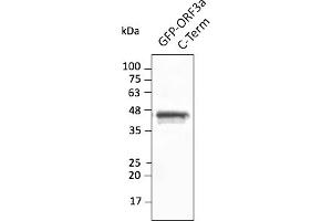 Western Blotting (WB) image for anti-SARS-CoV-2 ORF3a (C-Term) antibody (ABIN7272993) (SARS-CoV-2 ORF3a 抗体  (C-Term))