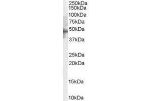 ABIN2563294 (2µg/ml) staining of Human Brain lysate (35µg protein in RIPA buffer). (5HT1B Receptor 抗体  (C-Term))