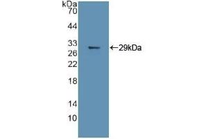 Detection of Recombinant MAPK11, Human using Polyclonal Antibody to Mitogen Activated Protein Kinase 11 (MAPK11) (MAPK11 抗体  (AA 38-277))
