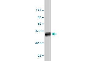 Western Blotting (WB) image for anti-Solute Carrier Family 12 (Potassium-Chloride Transporter) Member 4 (SLC12A4) (AA 1-110) antibody (ABIN562896)