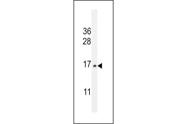 CST9 抗体  (C-Term)