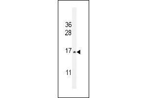 CST9 Antibody (C-term) (ABIN655011 and ABIN2844645) western blot analysis in HepG2 cell line lysates (35 μg/lane). (CST9 抗体  (C-Term))