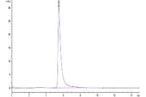 Size-exclusion chromatography-High Pressure Liquid Chromatography (SEC-HPLC) image for SARS-CoV-2 Spike S1 protein (Fc-Avi Tag) (ABIN7274409)